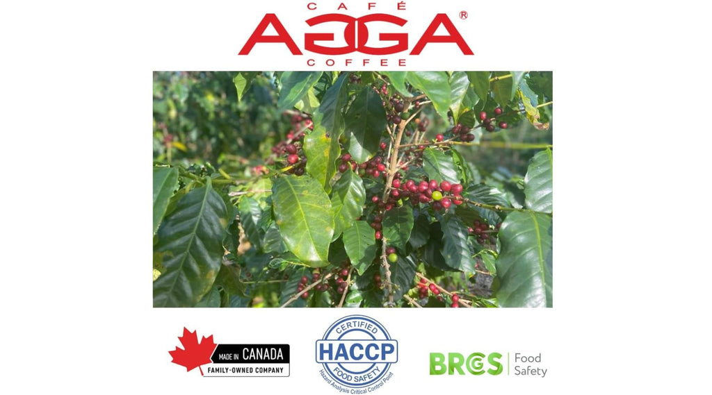 Kenya AA 96 K-Cup® Pods | Keurig®